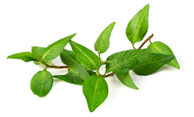 fresh laksa herb isolated on white background