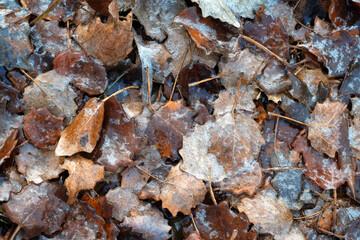 Fallen leaves covered with ice crystals. Winter natural background. Frozen foliage on the ground. Top view.