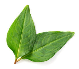 fresh laksa leaves isolated on white background, top view