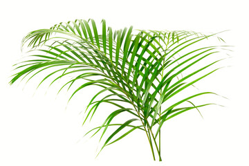 fresh palm leaves isolated on white background