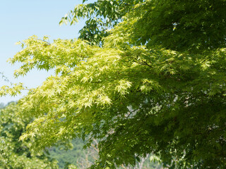 (Acer palmatum) Grüne Fächer-Ahorn oder Japanischer Ahorn. Zierbaume, schirmartig geneigten Ästen. Spitzes und gelapptes frischgrüne Blätter, Ränder gezähnt