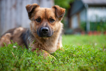 A casual dog sitting on grass in front of a house