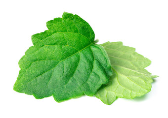 fresh Patchouli (Pogostemon cablin) leaves isolated on the white background