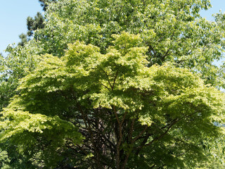 Fototapeta na wymiar Grüne Fächer-Ahorn - Japanische Zierahorne - Japanischer Ahorn - Japanischer Goldahorn - Acer palmatum
