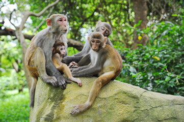 Obraz na płótnie Canvas Hainan, China - 07.27.2012 : Monkeys in a nature reserve on the island.