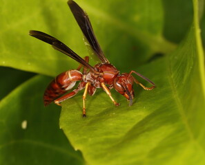 Macro photography of a Paper wasp standing on a green leaf.