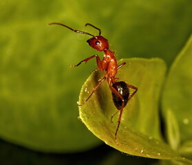 A macro photograph of a red an black Florida Carpenter ant on a green leaf.