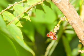 Taling Pling flowers are blooming, showing off its pollen.