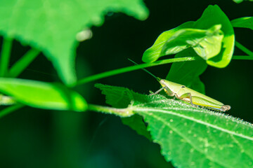 grasshopper hide their enemies.