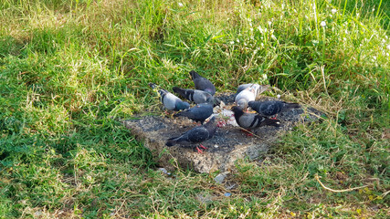 Many pigeon birds eating food after people feed them on ground with green grass field or lawn background in the early morning. Join breakfast and wildlife concept