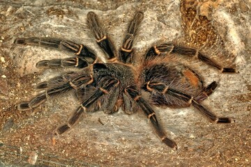 Hairy Tarantula spider walking along the ground. Theraphosidae.