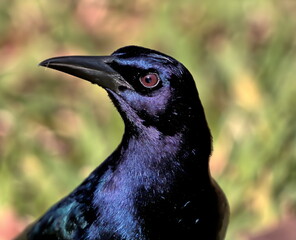 Close up head shot of a male boat-tailed grackle.