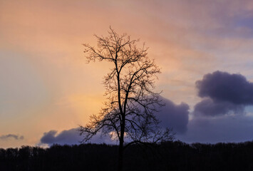 Fototapeta na wymiar Silhouette of tree against dawn sky