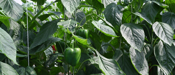 Panoramic view of healthy green bell pepper growing on a plant with fresh green leaves.