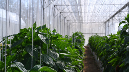 Image of cultivation of bell peppers in a commercial greenhouse .