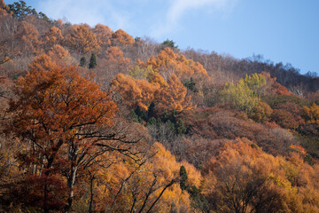 Fototapeta premium 紅葉する山
