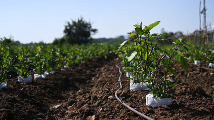 Image of fresh organic purple aubergine in garden on sunny day.
