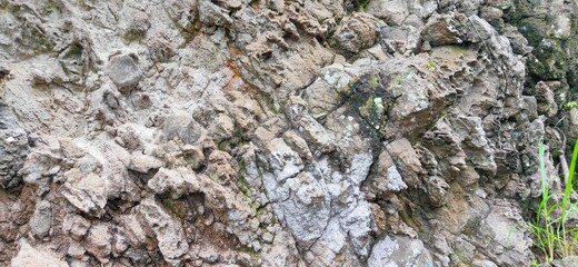 lichen on stone