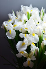 Naklejka na ściany i meble Flowers irises macro photo shots
