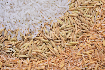Yellow paddy rice and milled rice on rice husk background