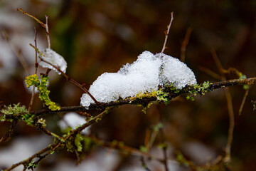 Branch with moss covered with snow, natural autumn winter background