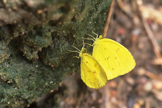 Common Grass Yellow butterfly feeding on the wet  salt earth