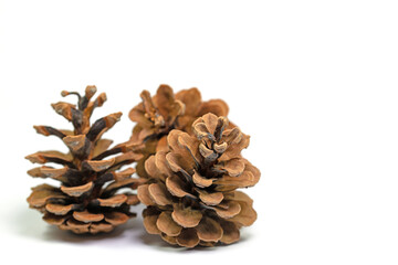 Drei Kiefernzapfen vor wei&szlig;em Hintergrund in einer Nahaufnahme