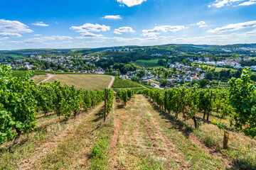 Fototapeta na wymiar Grapes vineyard with Trier city in the background. Germany 