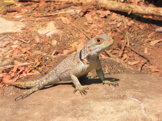 bearded dragon lizard