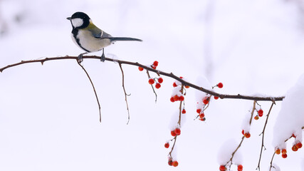 雪が積もるツルウメモドキにとまるシジュウカラのメス Wall Mural Kelly Marken