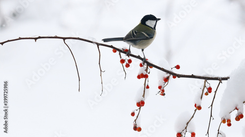 雪が積もるツルウメモドキにとまるシジュウカラのメス Wall Mural Kelly Marken