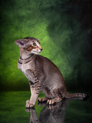 Beautiful Oriental silver spotted tabby on tropic green background - 399726990