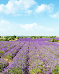 Fototapeta na wymiar Lavender fields at Plateau de Valensole, Provence, southern France