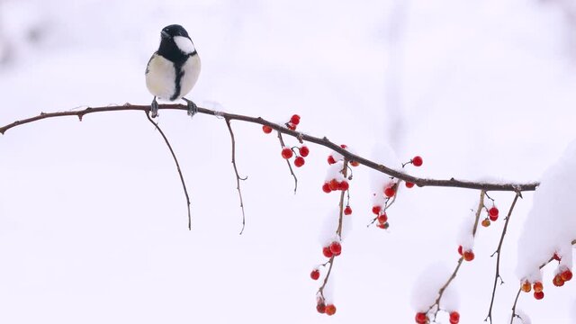 雪が積もるツルウメモドキにとまるシジュウカラのメス