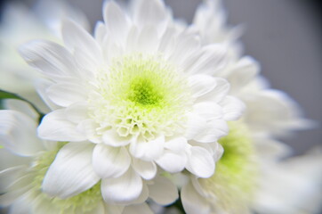 Tsvety khrizontemy makro foto snimki