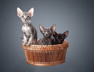 Grey oriental kitten on blue background
