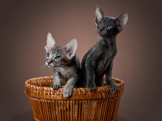 Grey oriental kitten on blue background - 399727748