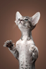 Grey oriental kitten on blue background - 399727752