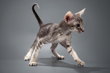 Grey oriental kitten on blue background - 399727770