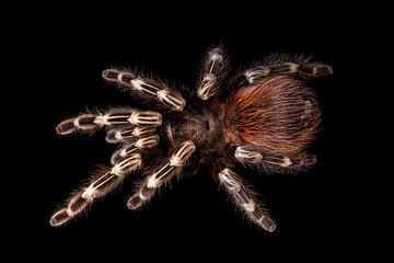 Spider tarantul on Isolated Black Background - 399728144