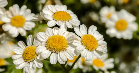 Camomille en fleur à Mane, France