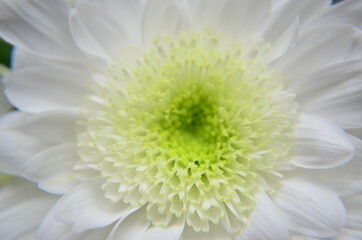 Tsvety khrizontemy makro foto snimki