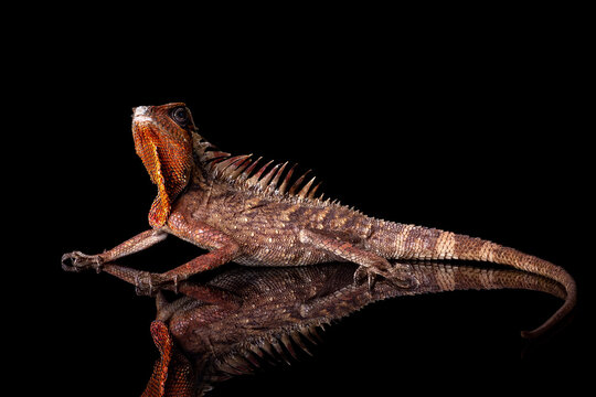 Natalia's mountain horned dragon (Acanthosaura nataliae) isolated on black background