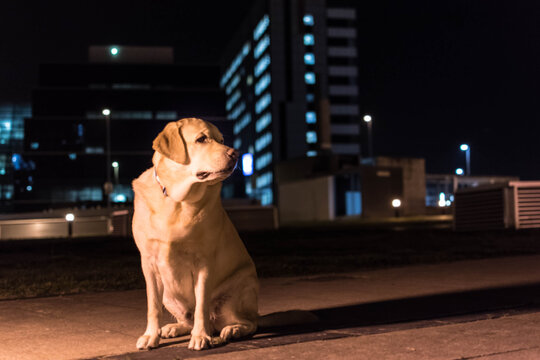 Retrato de un perro labrador en la oscuridad de la ciudad