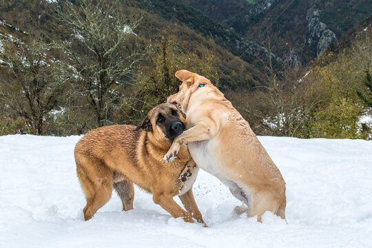 Dos perros se divierten en el invierno 