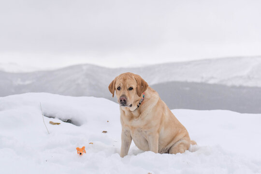 Retrato de un perro en la nieve mirando a cámara 