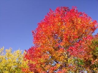 Fototapeta premium モミジバフウの紅葉と青空