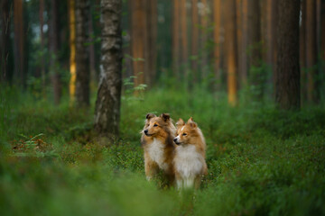 Plakat red two sheltie dogs in the green forest. Pet on the nature. tracking, hiking, travel 