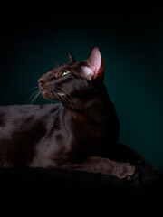 Beautiful black oriental cat isolated over black background - 399729744