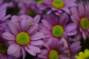 Tsvety khrizontemy makro foto snimki